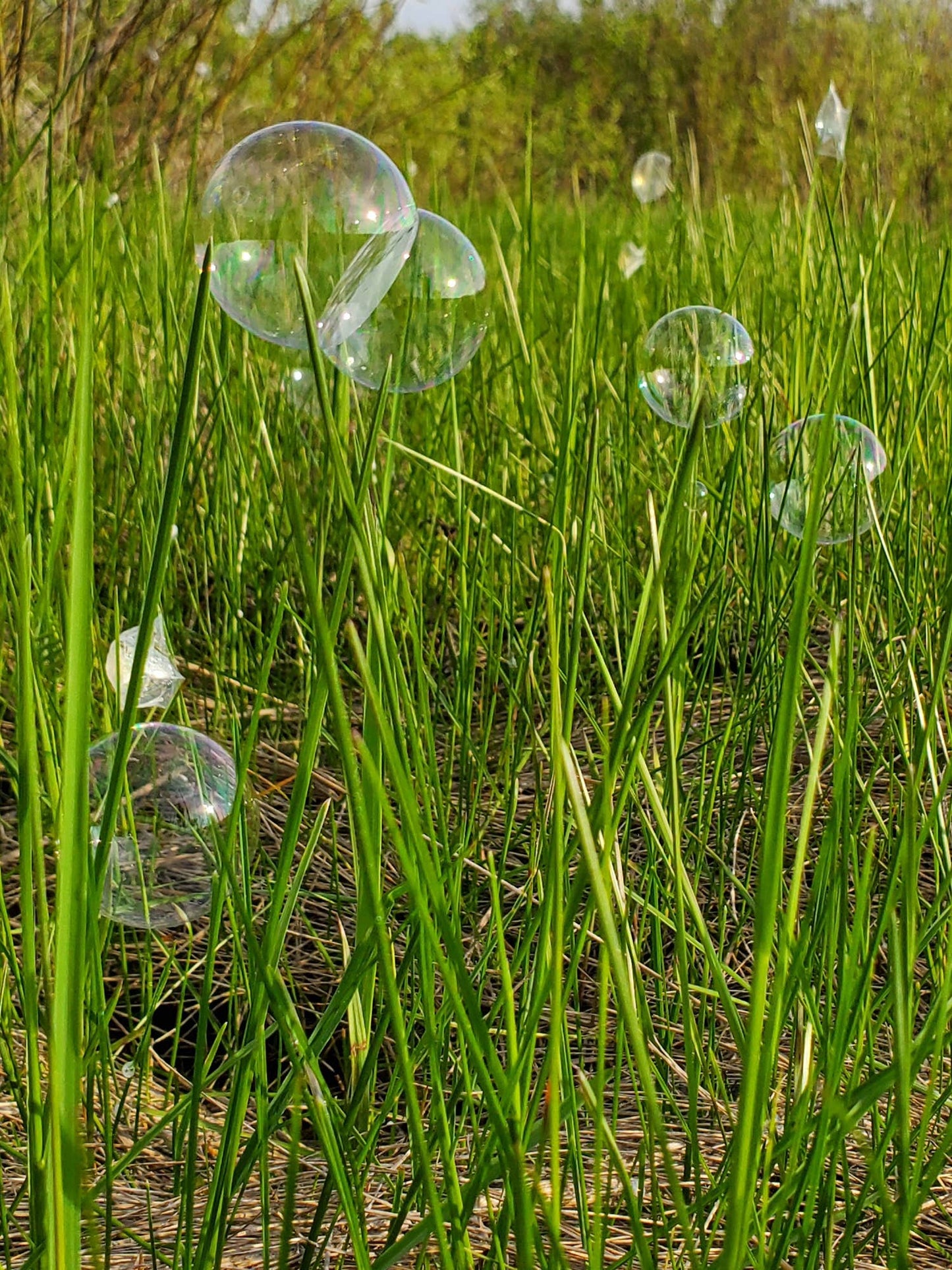 Bubble Bonanza Crazy Cathchables Yoobbles Bubble Blower with 3.5Oz Solution