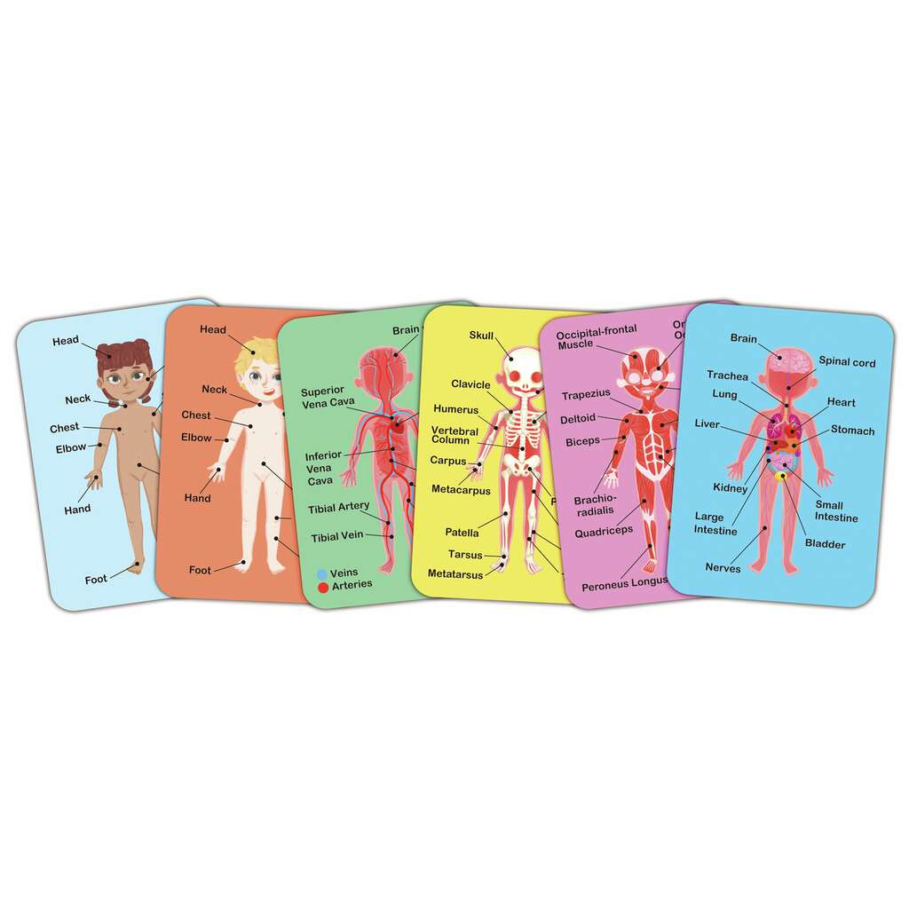 Hape® HUMAN BODY MAGNETIC PUZZLE