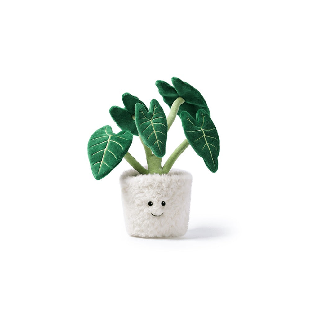Mchugs Alocasia Odora Bonsai