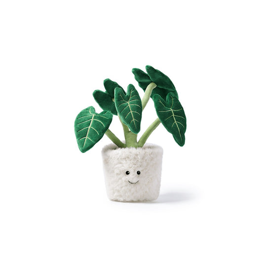 Mchugs Alocasia Odora Bonsai