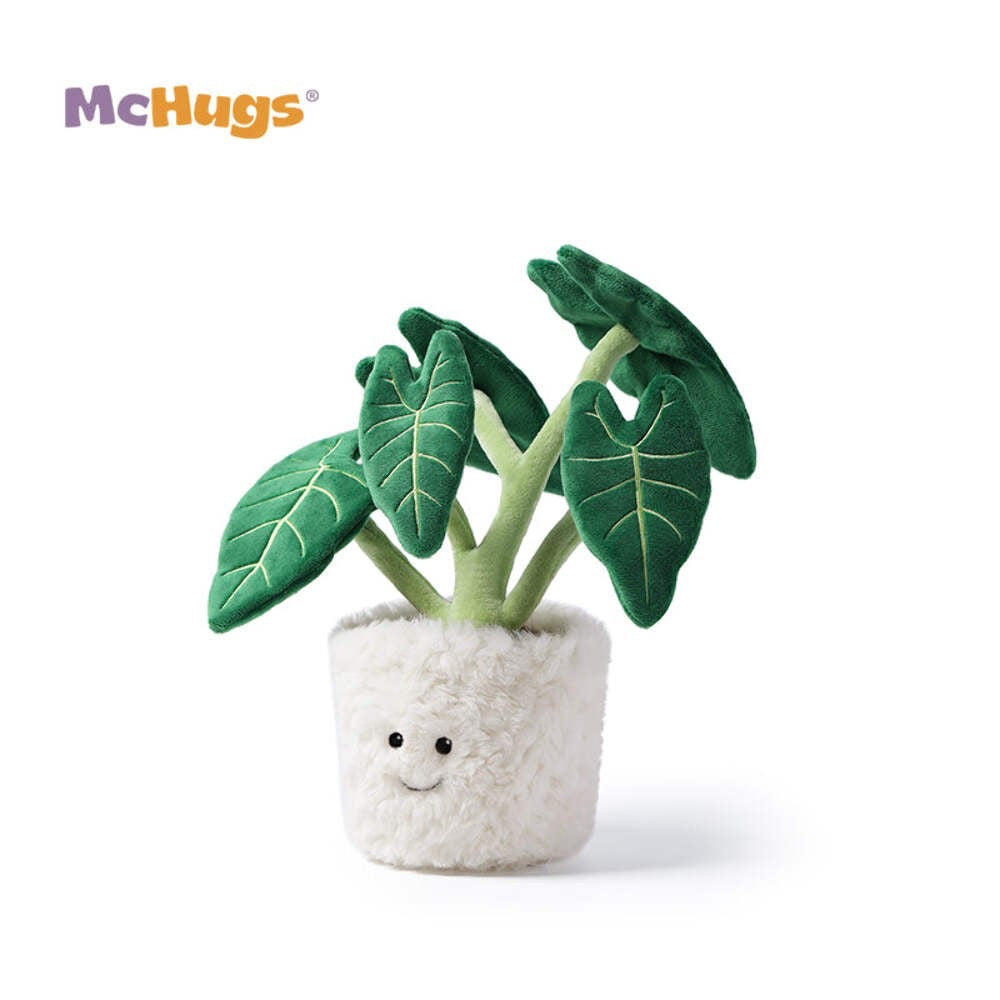 Mchugs Alocasia Odora Bonsai