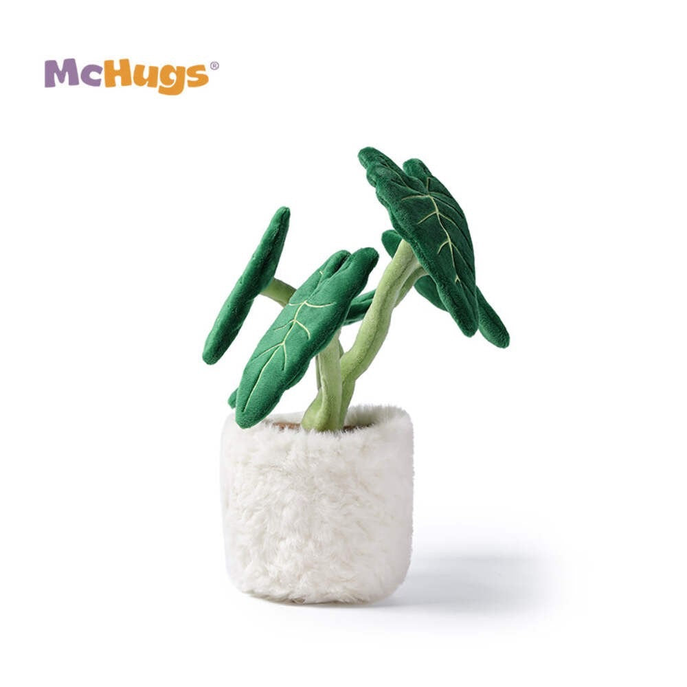 Mchugs Alocasia Odora Bonsai