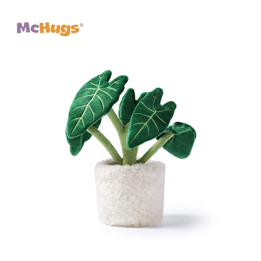 Mchugs Alocasia Odora Bonsai