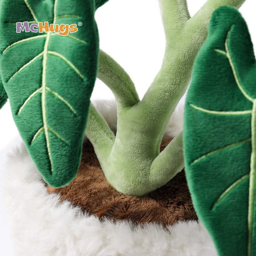 Mchugs Alocasia Odora Bonsai